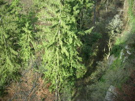 2009-12-02/DSCI5141.JPG