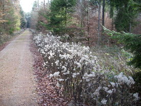 2009-12-02/DSCI5166.JPG