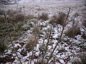 2009-12-17/DSCI5216.JPG