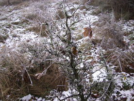 2009-12-17/DSCI5219.JPG