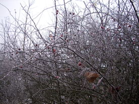 2009-12-17/DSCI5222.JPG