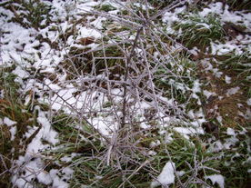 2009-12-17/DSCI5224.JPG