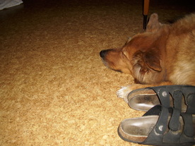 2009-12-17/DSCI5239.JPG