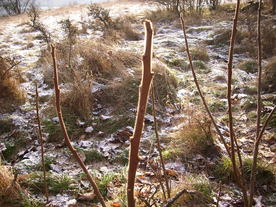 2009-12-17/DSCI5255.JPG