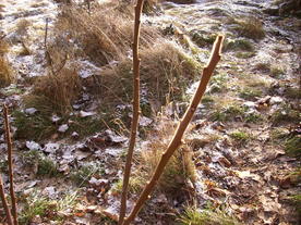 2009-12-17/DSCI5256.JPG
