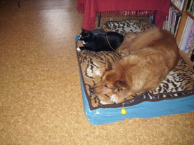 2010-01-06/DSCI5355.JPG