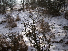 2010-01-13/DSCI5367.JPG