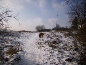 2010-01-13/DSCI5368.JPG