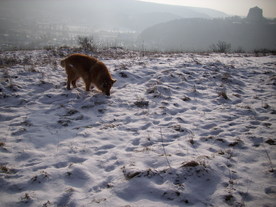 2010-01-13/DSCI5372.JPG