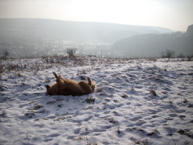 2010-01-13/DSCI5374.JPG