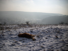 2010-01-13/DSCI5375.JPG