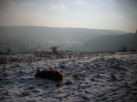 2010-01-13/DSCI5376.JPG