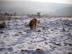 2010-01-13/DSCI5377.JPG
