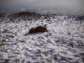 2010-01-13/DSCI5384.JPG