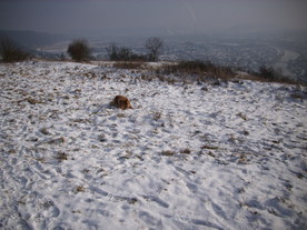 2010-01-13/DSCI5386.JPG
