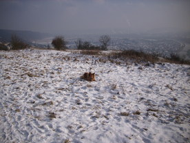 2010-01-13/DSCI5387.JPG