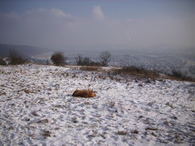 2010-01-13/DSCI5389.JPG