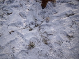 2010-01-13/DSCI5394.JPG