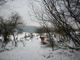2010-01-15/DSCI5468.JPG