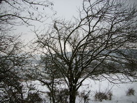 2010-01-15/DSCI5469.JPG