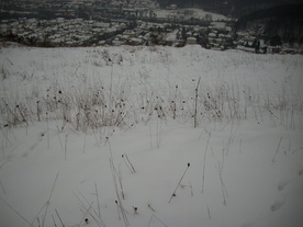 2010-01-15/DSCI5474.JPG