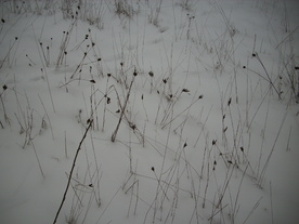 2010-01-15/DSCI5475.JPG