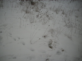 2010-01-15/DSCI5478.JPG