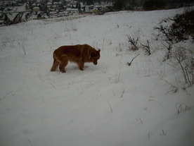 2010-01-15/DSCI5482.JPG