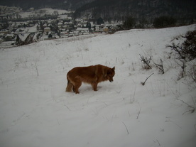 2010-01-15/DSCI5486.JPG