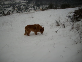 2010-01-15/DSCI5487.JPG