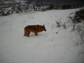 2010-01-15/DSCI5488.JPG