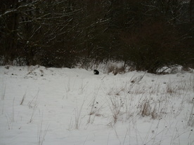 2010-01-15/DSCI5495.JPG