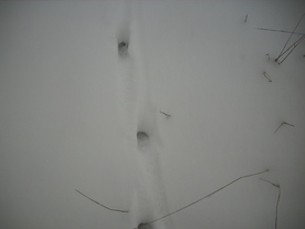 2010-01-15/DSCI5523.JPG