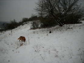 2010-01-15/DSCI5524.JPG