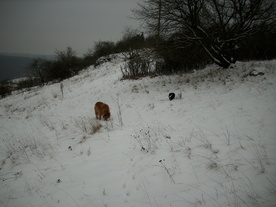 2010-01-15/DSCI5526.JPG