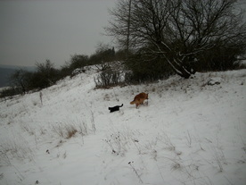 2010-01-15/DSCI5531.JPG
