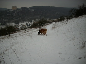 2010-01-15/DSCI5536.JPG