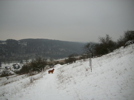 2010-01-15/DSCI5548.JPG