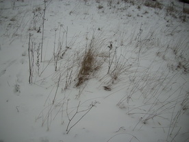 2010-01-15/DSCI5554.JPG