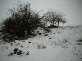 2010-01-15/DSCI5564.JPG