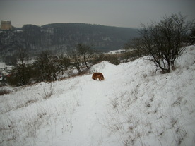 2010-01-15/DSCI5565.JPG