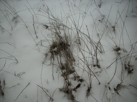 2010-01-15/DSCI5583.JPG