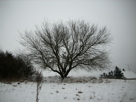2010-01-15/DSCI5584.JPG