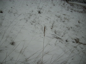 2010-01-15/DSCI5585.JPG