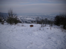 2010-02-01/DSCI5620.JPG