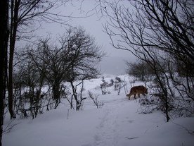 2010-02-01/DSCI5627.JPG