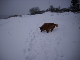 2010-02-01/DSCI5633.JPG