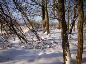 2010-02-01/DSCI5654.JPG