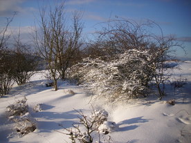 2010-02-01/DSCI5659.JPG