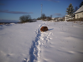 2010-02-01/DSCI5663.JPG